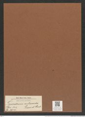 Triceratium auliscoides Grove et Sturt. (de-Toni-Nr.: Genus 140, Species 3914) Zeichnungen Sammlung Grunow Mappe 03940 (Herbarium_W_Grunow_drawings_Folder_03940)